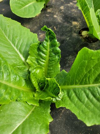 민이들아빠님의 상추 · 병해충상담 작성글 사진