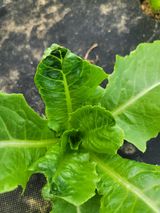 팜모닝 상추·병해충상담 게시글 이미지