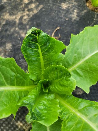 민이들아빠님의 상추 · 병해충상담 작성글 사진