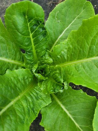 민이들아빠님의 상추 · 병해충상담 작성글 사진