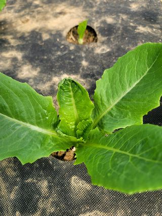 민이들아빠님의 상추 · 병해충상담 작성글 사진