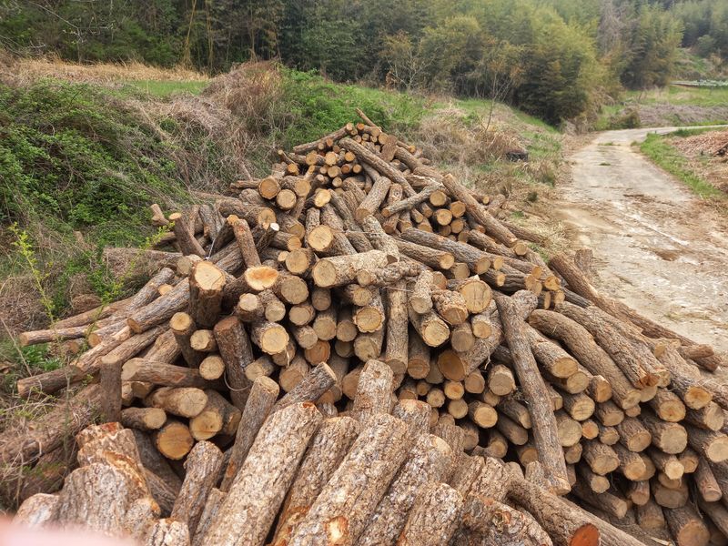 샬롬 ~님의 장터 판매 상품 [표고버섯 종균접종 원목 9천원 ~ 1.3천원] 첨부 사진