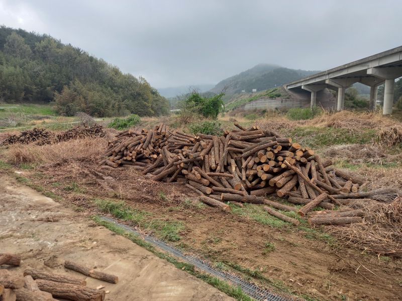 샬롬 ~님의 장터 판매 상품 [표고버섯 종균접종 원목 9천원 ~ 1.3천원] 첨부 사진