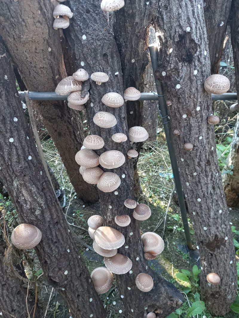 샬롬 ~님의 장터 판매 상품 [표고버섯 종균접종 원목 9천원 ~ 1.3천원] 첨부 사진