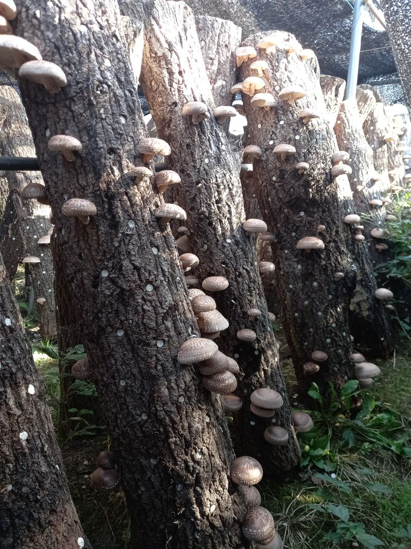 샬롬 ~님의 장터 판매 상품 [표고버섯 종균접종 원목 9천원 ~ 1.3천원] 첨부 사진