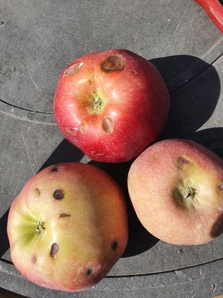 사과짱님의 사과 · 병해충상담 작성글 사진