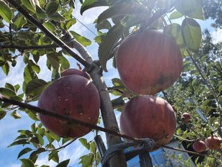 사과짱님의 사과 · 병해충상담 작성글 사진