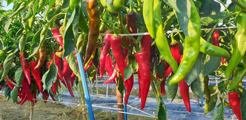 빨강농장님의 장터 판매 상품 [건고추,고춧가루 1근 600g에 16,000원] 첨부 사진