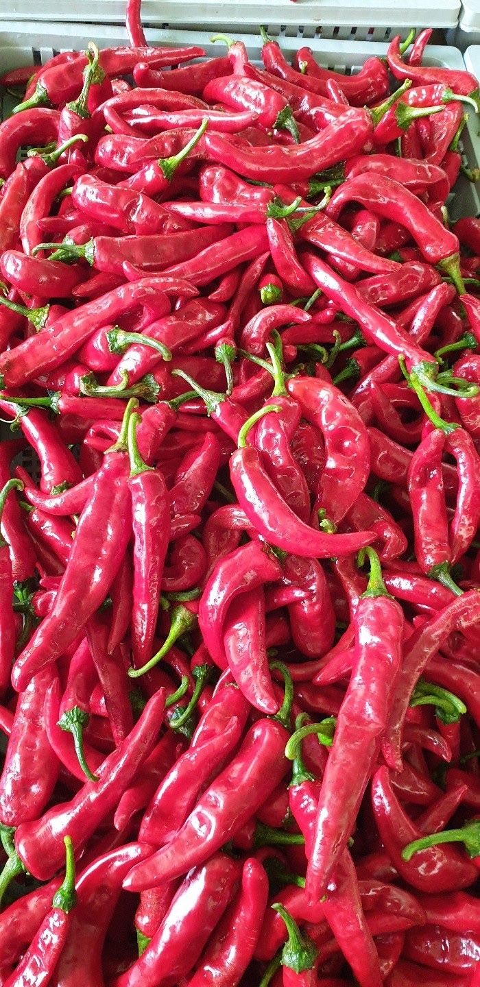 빨강농장님의 장터 판매 상품 [건고추,고춧가루 1근 600g에 16,000원] 첨부 사진