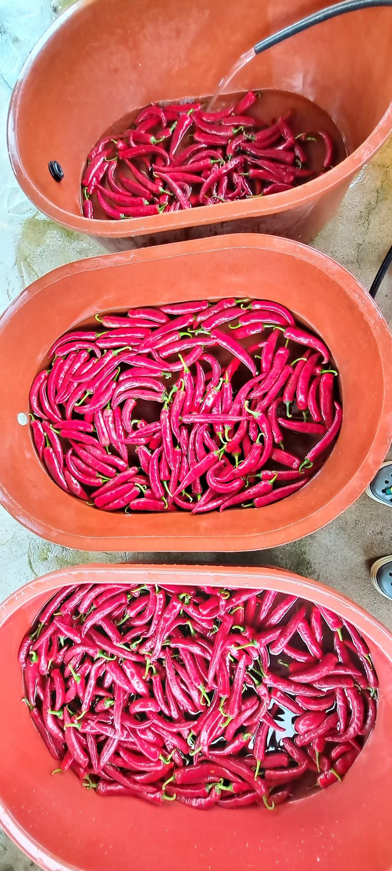 장터 상품 [건고추,고춧가루 1근 600g에 16,000원] 썸네일