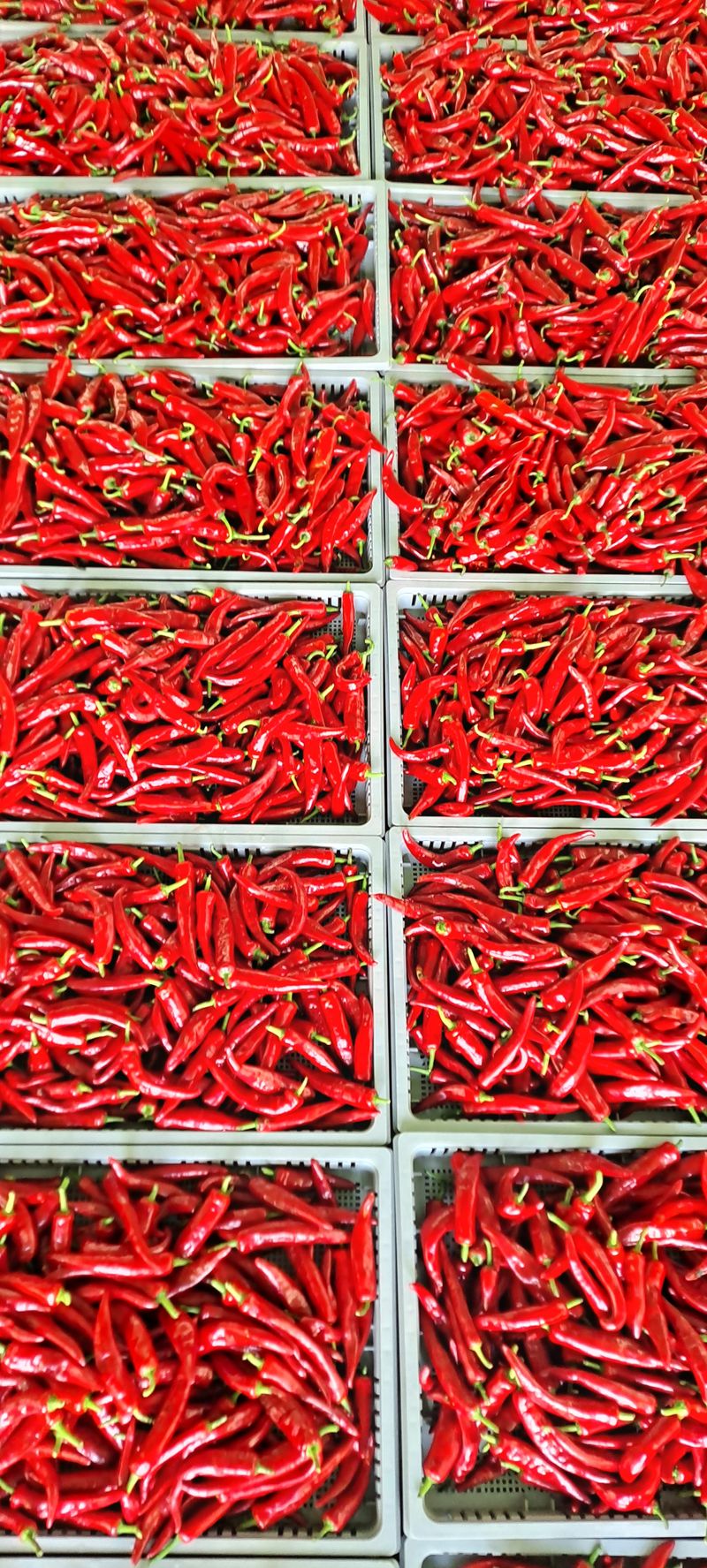 빨강농장님의 장터 판매 상품 [건고추,고춧가루 1근 600g에 16,000원] 첨부 사진