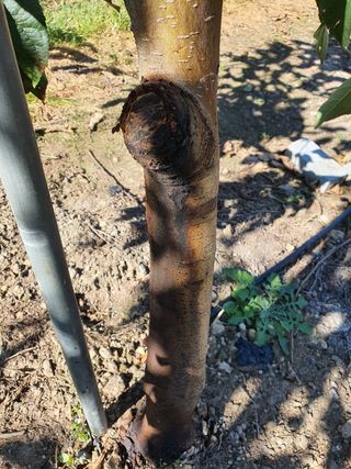 황진옥님의 사과 · 병해충상담 작성글 사진