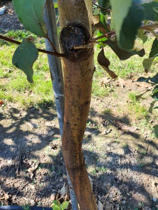 황진옥님의 사과 · 병해충상담 작성글 사진