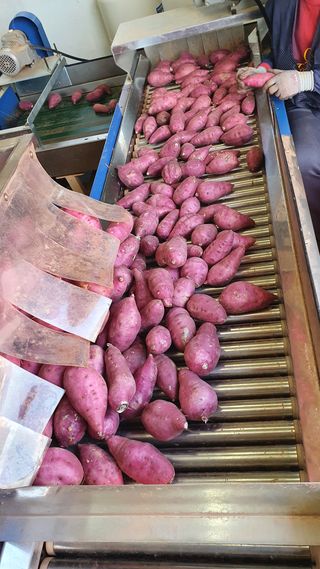 햇살처럼영농조합님의 작성글 사진