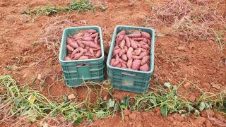 햇살처럼영농조합님의 작성글 사진