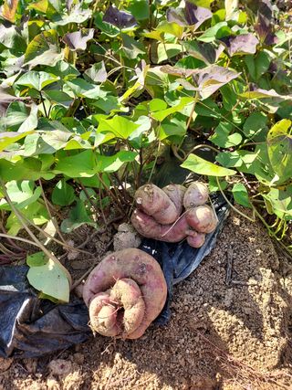 용기님의 벼 · 자유게시판 작성글 사진