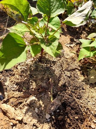 용기님의 벼 · 자유게시판 작성글 사진