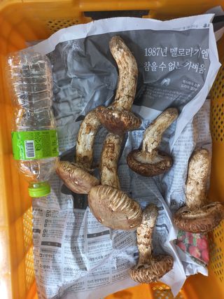 약선밥상머리님의 팜모닝 · 출석 작성글 사진