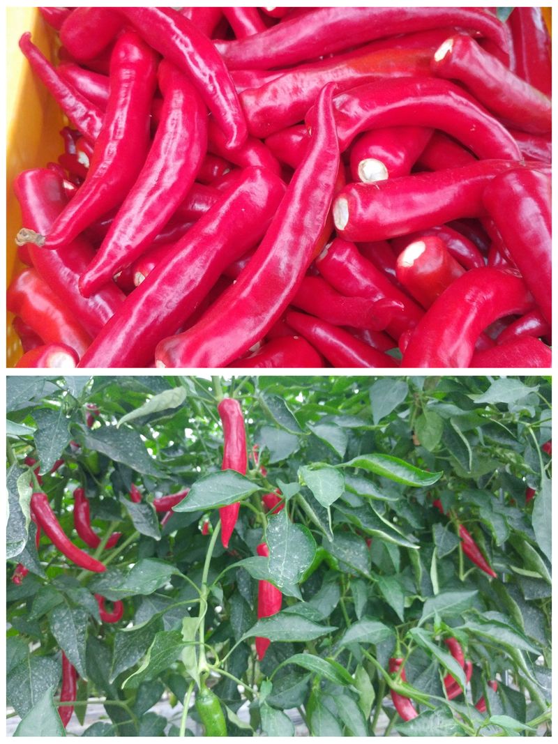 장터 상품 [고추가루(매콤한 맛) 1근 600g 1만5천원] 썸네일