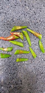 팜모닝 고추·병해충상담 게시글 이미지