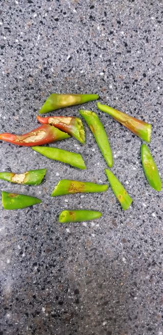 울산빨간모자입니다방님의 고추 · 병해충상담 작성글 사진