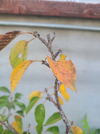 큐브님의 기타작물 · 병해충상담 작성글 사진