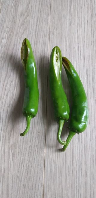 섬초롱님의 고추 · 병해충상담 작성글 사진