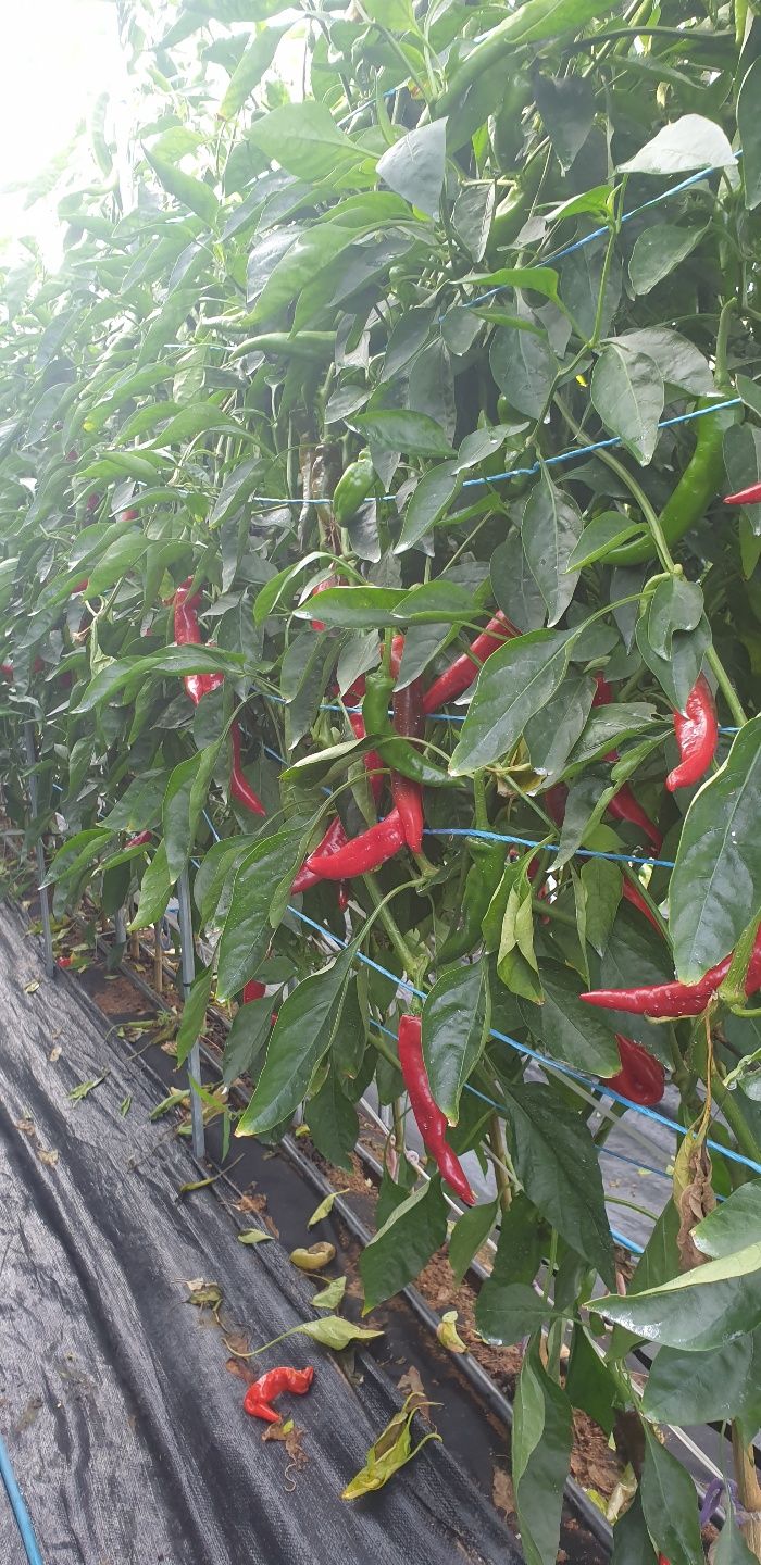 장터 상품 [고추가루 한근  15000원입니다] 썸네일