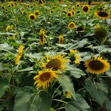 팜모닝 팜모닝·출석 게시글 이미지