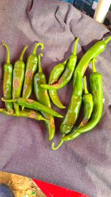 팜모닝 기타작물·병해충상담 게시글 이미지