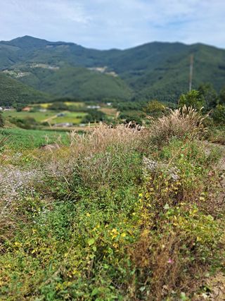 김미경님의 팜모닝 · 출석 작성글 사진