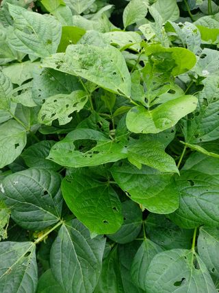 팽보현님의 콩 · 병해충상담 작성글 사진