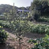 팜모닝 자두·병해충상담 게시글 이미지