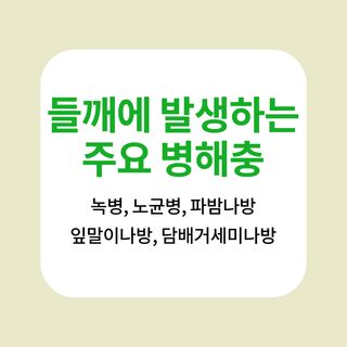 병해충 알리미님의 들깨 · 병해충상담 작성글 사진