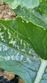 팜모닝 배추·병해충상담 게시글 이미지