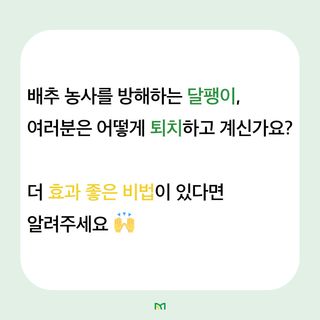 배추 농사도우미님의 배추 · 병해충상담 작성글 사진