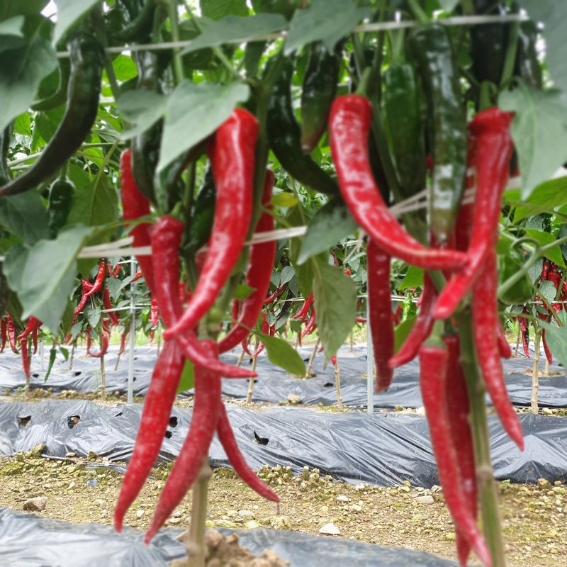 인생은 소풍처럼님의 장터 판매 상품 [고추가루 할인특가] 첨부 사진