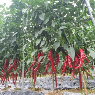 인생은 소풍처럼님의 작성글 사진