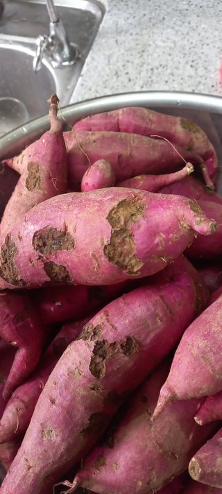 해와 달님의 고구마 · 병해충상담 작성글 사진