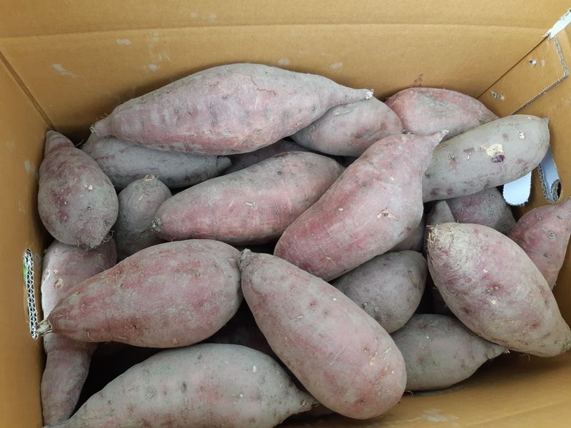 장터 상품 [고구마 10Kg 30,000원] 썸네일