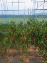 팜모닝 고추·병해충상담 게시글 이미지