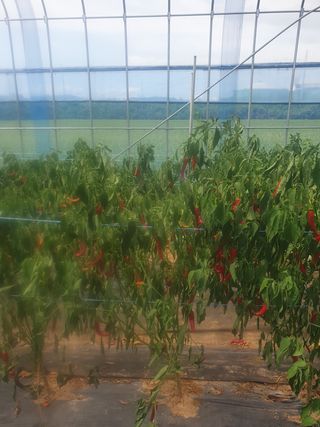 라이언컨님의 고추 · 병해충상담 작성글 사진