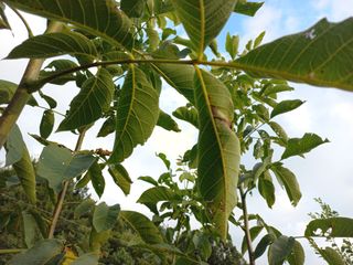 허영욱 님의 기타작물 · 병해충상담 작성글 사진