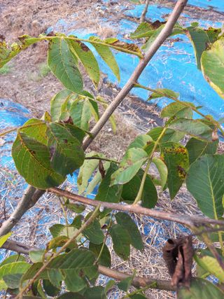 허영욱 님의 기타작물 · 병해충상담 작성글 사진