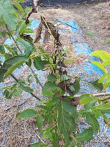 팜모닝 기타작물·병해충상담 게시글 이미지