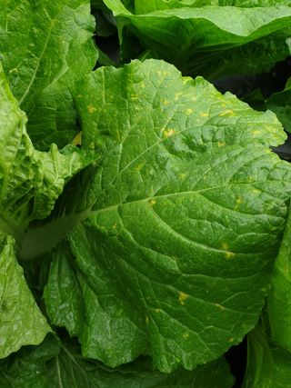 쪼짜님의 배추 · 병해충상담 작성글 사진