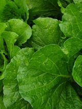 팜모닝 배추·병해충상담 게시글 이미지