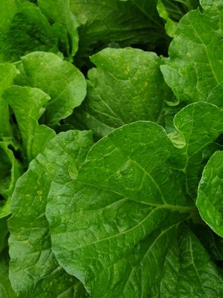 쪼짜님의 배추 · 병해충상담 작성글 사진