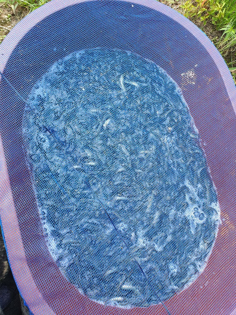 장터 상품 [미꾸리토종미꾸라지) 1kg  3만원] 썸네일