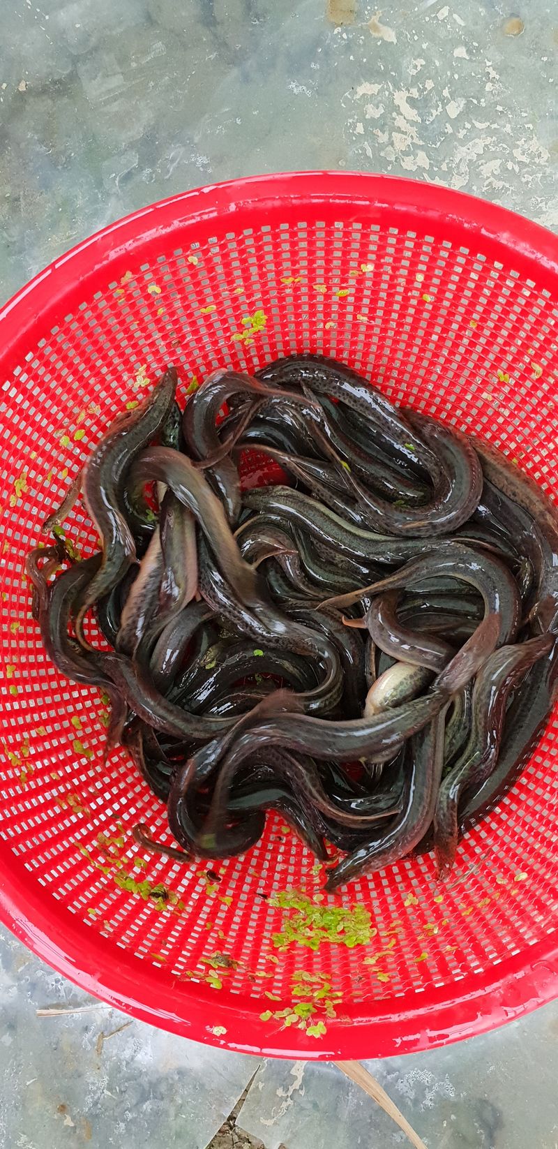 이용정님의 장터 판매 상품 [미꾸리토종미꾸라지) 1kg  3만원] 첨부 사진